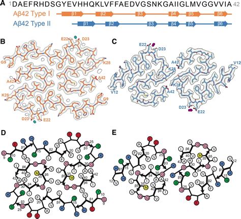 human amyloid beta 42